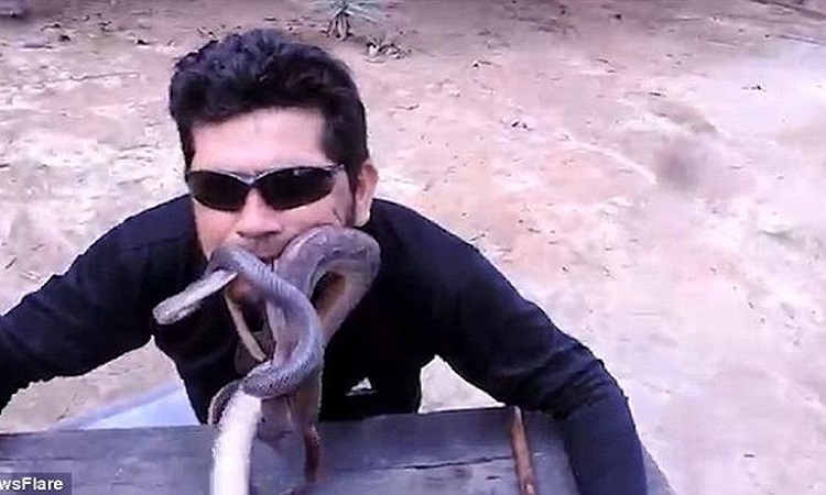 Βίντεο για γερά στομάχια: Βάζει τέσσερα ζωντανά φίδια στο στόμα του