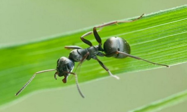 Μυρμήγκια πίνουν οξυζενέ για να απαλλαγούν από μυκητιάσεις
