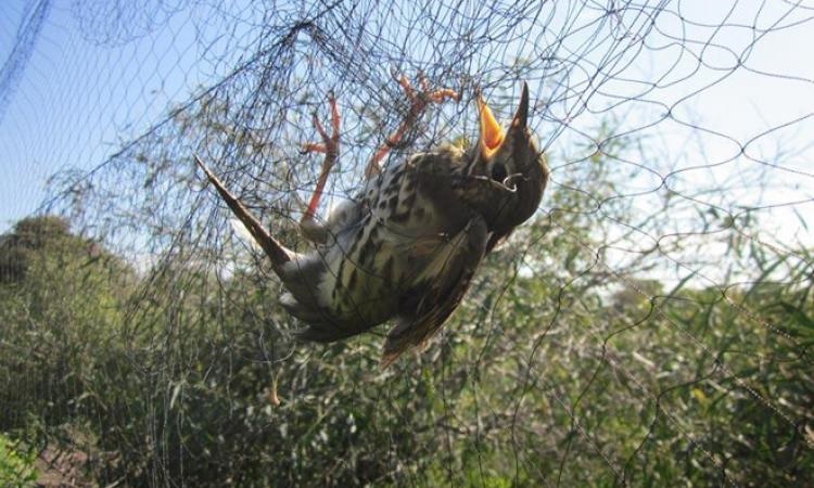 Νομικά μέτρα εναντίον της Κύπρου από τη Κομισιόν για το θέμα αμπελοπουλιών