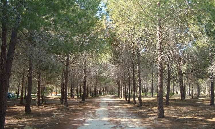 Στάση εργασίας δασικών υπαλλήλων για αποκοπή 22 θέσεων δασικού λειτουργού