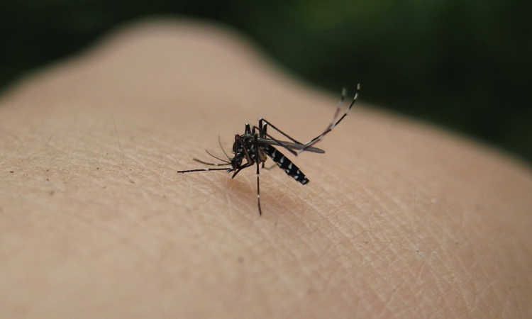 Παγκόσμιος συναγερμός για δύο θανατηφόρους ιούς - Μεταδίδονται από ζώα και κουνούπια