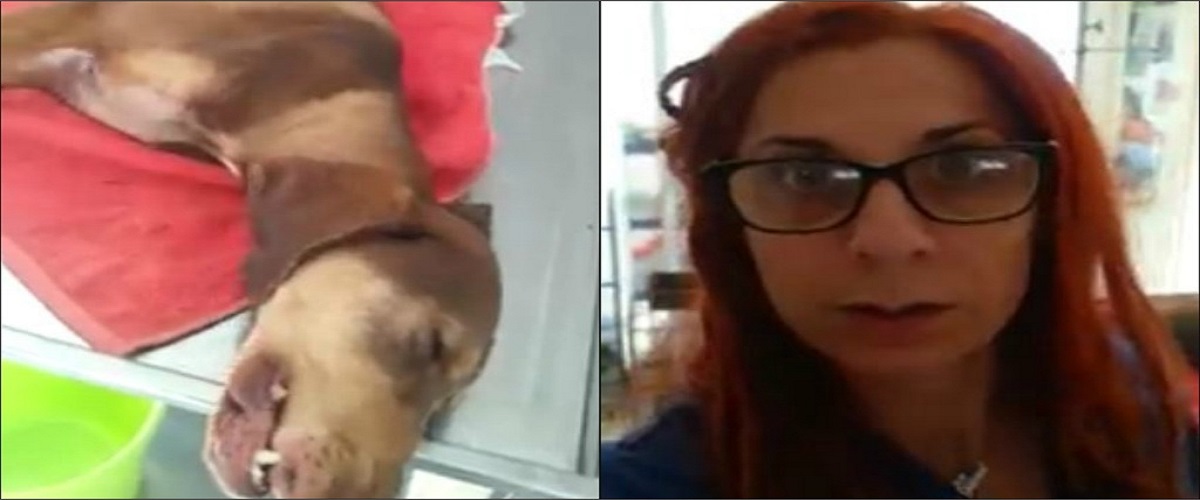 ΠΡΟΣΟΧΗ ΣΚΛΗΡΕΣ ΕΙΚΟΝΕΣ: Σκύλος σπαράζει από τον πόνο – Τον δηλητηρίασαν στην Ελ. Αμμόχωστο (VIDEO)