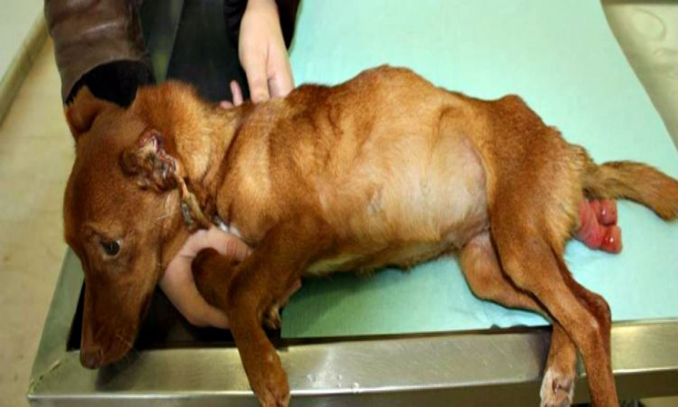 Σκληρές Εικόνες: Σεξουαλική κακοποίηση σκυλίτσας - Υπέστη ρήξη μήτρας!