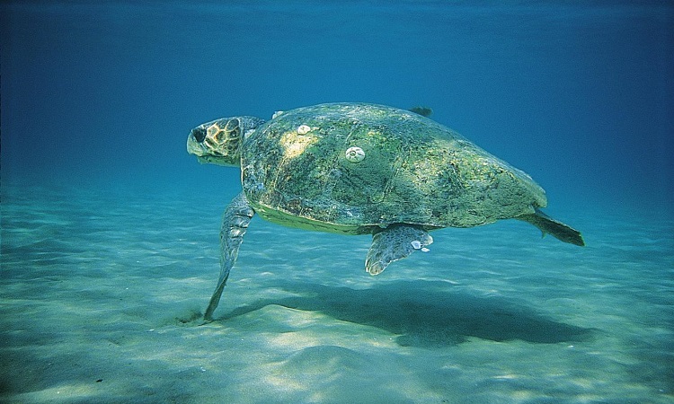 ΠΑΦΟΣ: Δύτης κολυμπά με χελώνες στον βυθό - ΦΩΤΟΓΡΑΦΙΑ