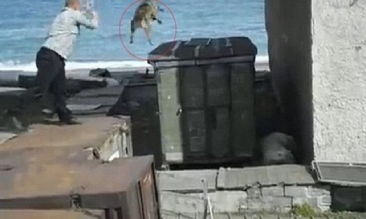 Φρικιαστικό βίντεο: Πετάει ζωντανό έναν σκύλο στα δόντια πολικής αρκούδας