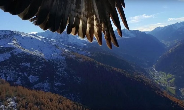 Δύο αετοί περνούν ένα drone για πουλί και το αρπάζουν στον αέρα - VIDEO