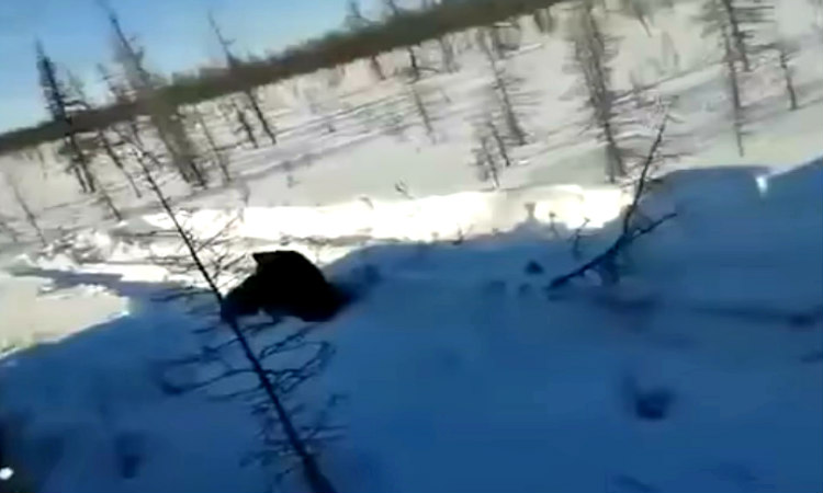 ΠΡΟΣΟΧΗ φρικιαστικό βίντεο: Αποτρόπαιος βασανισμός αρκούδας από οδηγούς φορτηγών