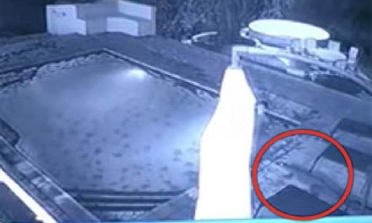 Κροκόδειλος επιτέθηκε σε ζευγάρι σε πισίνα ξενοδοχείου (VIDEO)