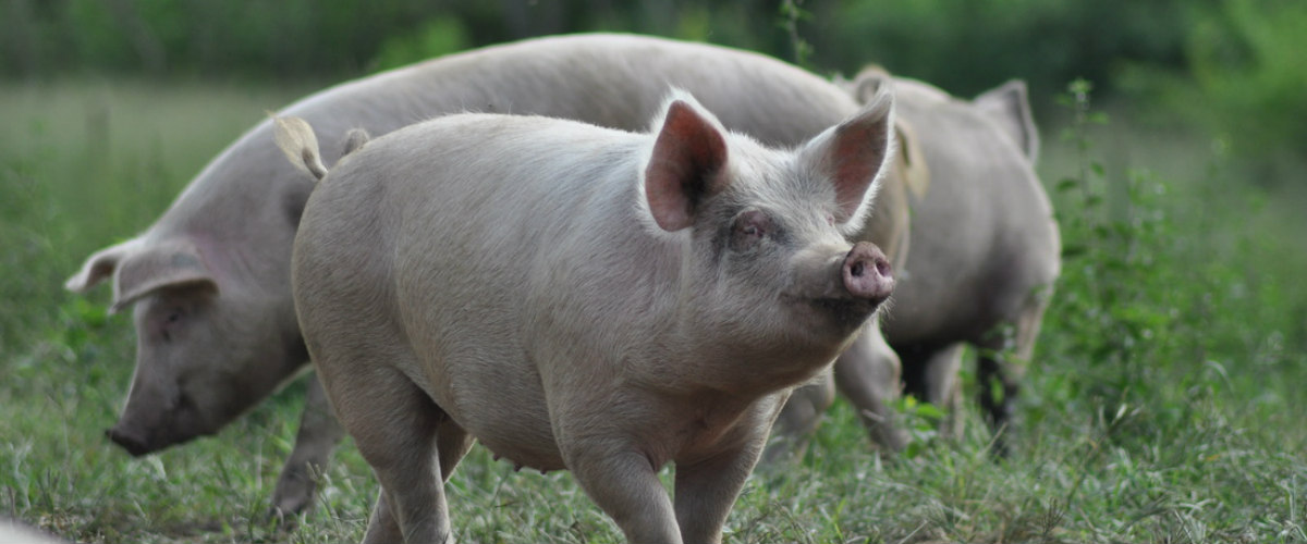 ΠΑΦΟΣ: Γουρούνια επιτίθενται σε ανυποψίαστους πολίτες
