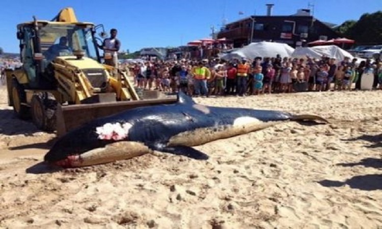 Συγκλονιστικό: Τι βρήκαν στο στομάχι μιας φάλαινας δολοφόνου που ξεβράστηκε στην Αφρική; (ΦΩΤΟ)