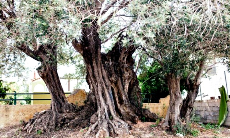 Μηχανή του Χρόνου: Το δέντρο «ηλικίας» 2.500 ετών που επιβιώνει από την ναυμαχία της Σαλαμίνας το 480 π.Χ