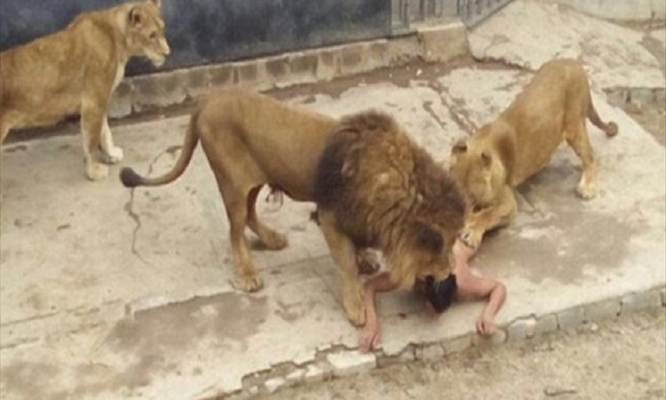 20χρονος νόμιζε ότι ήταν προφήτης και τάισε τον εαυτό του στα λιοντάρια (ΦΩΤΟ-ΒΙΝΤΕΟ)