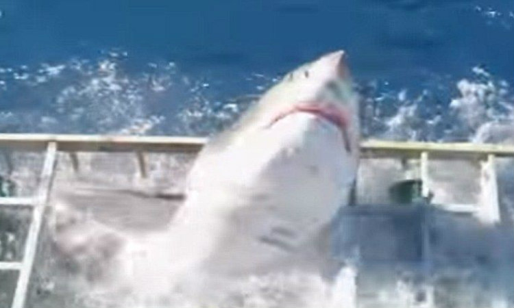 Βίντεο που κόβει την ανάσα! Τεράστιος λευκός καρχαρίας εισβάλει στο κλουβί δύτη