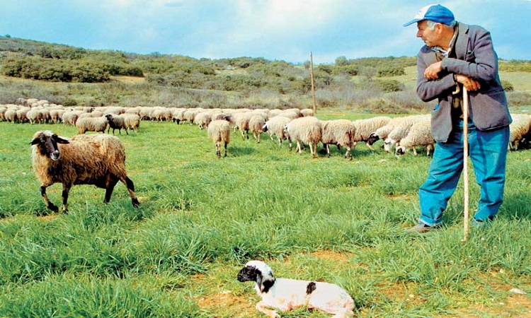 Σχέδιο για άμεσες αποζημιώσεις των κτηνοτρόφων λόγω καταρροϊκού πυρετού ζητά η Επ. Γεωργίας