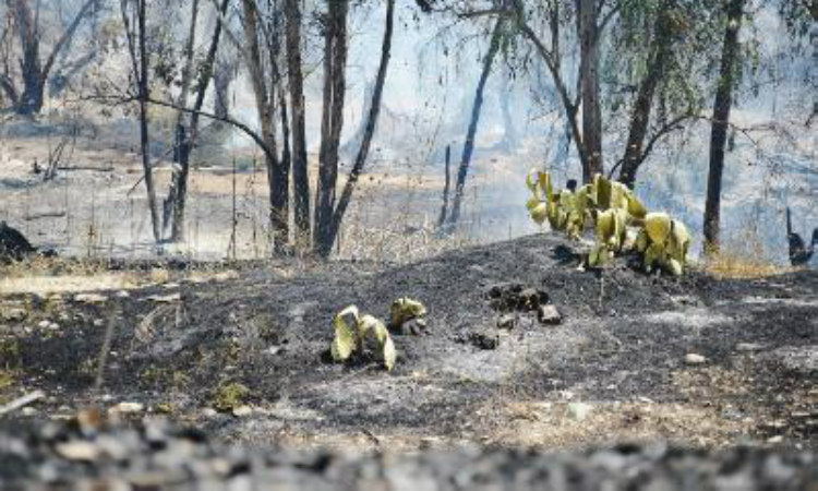 Υπό έλεγχο η πυρκαγιά στο δάσος Πετροφάνη