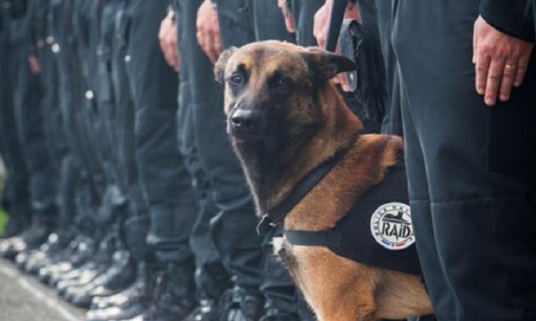 Ντίζελ: Η σκυλίτσα που σκότωσαν οι τρομοκράτες στο Σεν Ντενί