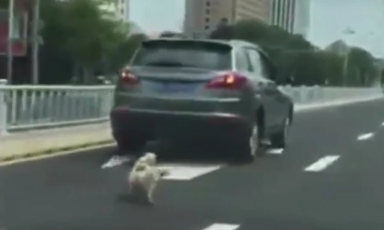 Βίντεο ΣΟΚ! Σέρνει το σκυλί του δεμένο στον προφυλακτήρα του αυτοκινήτου