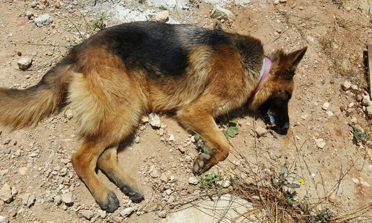 Δηλητηρίασαν σκύλο στην Λάρνακα - Η κραυγή αγανάκτησης της ιδιοκτήτριας