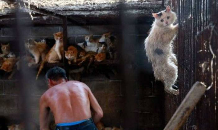 Φρίκη στην Κίνα: Σφάζουν 10.000 σκύλους και γάτες σε φεστιβάλ (Σκληρές Εικόνες-Βίντεο)