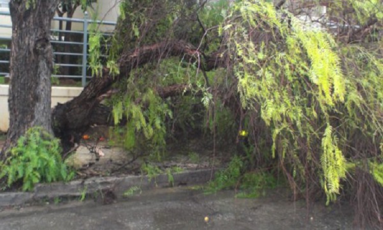ΠΡΟΣΟΧΗ: Σφοδροί άνεμοι ρίχνουν δέντρα πάνω σε αυτοκίνητα στη Λεμεσό