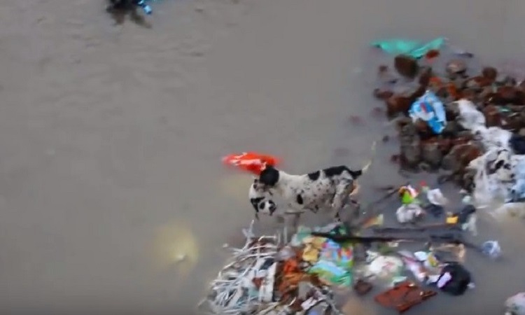Συγκινητικό βίντεο- Σκυλίτσα σώζει τα κουτάβια της στις πλημμύρες της Ινδίας