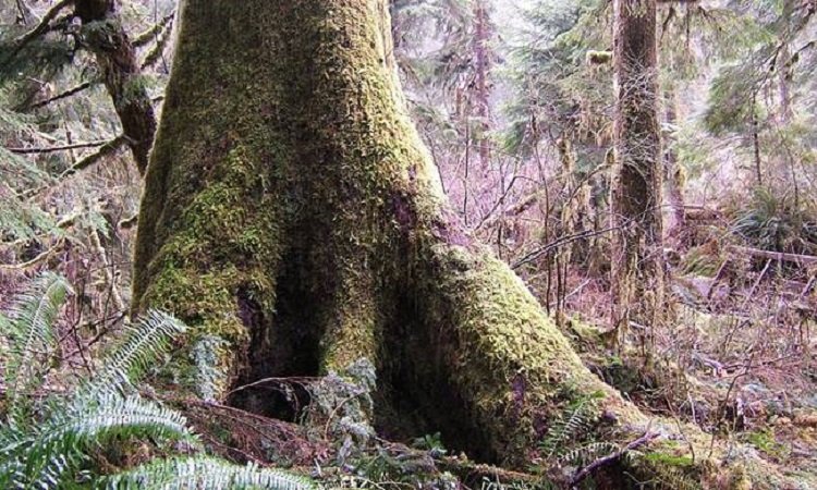 Εκπληκτικό- Δείτε το έδαφος που «αναπνέει» σε δάσος στον Καναδά (video)