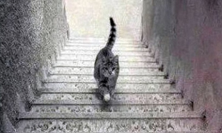 Η γάτα που διχάζει το διαδίκτυο- Ανεβαίνει ή κατεβαίνει τα σκαλιά; Εσείς τι βλέπετε; (Φώτο&Βίντεο)