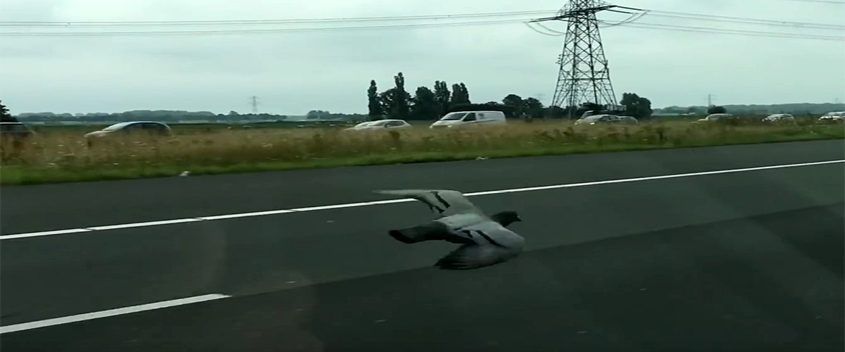 Εκπληκτικό! Περιστέρι – πύραυλος πετά με 100 δίπλα από οχήματα σε αυτοκινητόδρομο – VIDEOS