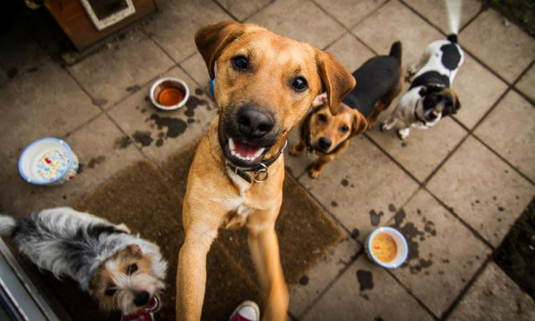 Δήμος Έγκωμης: Αγέλη σκύλων μας προκαλεί μεγάλα προβλήματα