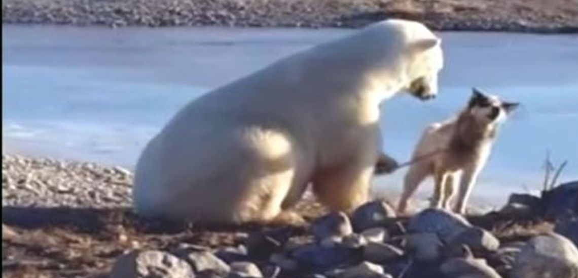 Μια πολική αρκούδα συνάντησε έναν δεμένο σκύλο που έσερνε έλκυθρα- Η εκπληκτική αντίδραση που συγκίνησε το διαδίκτυο - BINTEO