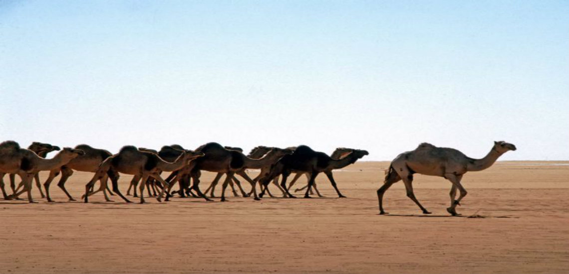 Καμήλα. Το ζώο- σύμβολο της Αραβικής και Αφρικανικής ερήμου έχει αμερικανική καταγωγή. Έζησε στα λιβάδια πριν από 20 εκατομμύρια χρόνια. Ποια ήταν η αιτία της εξαφάνισης