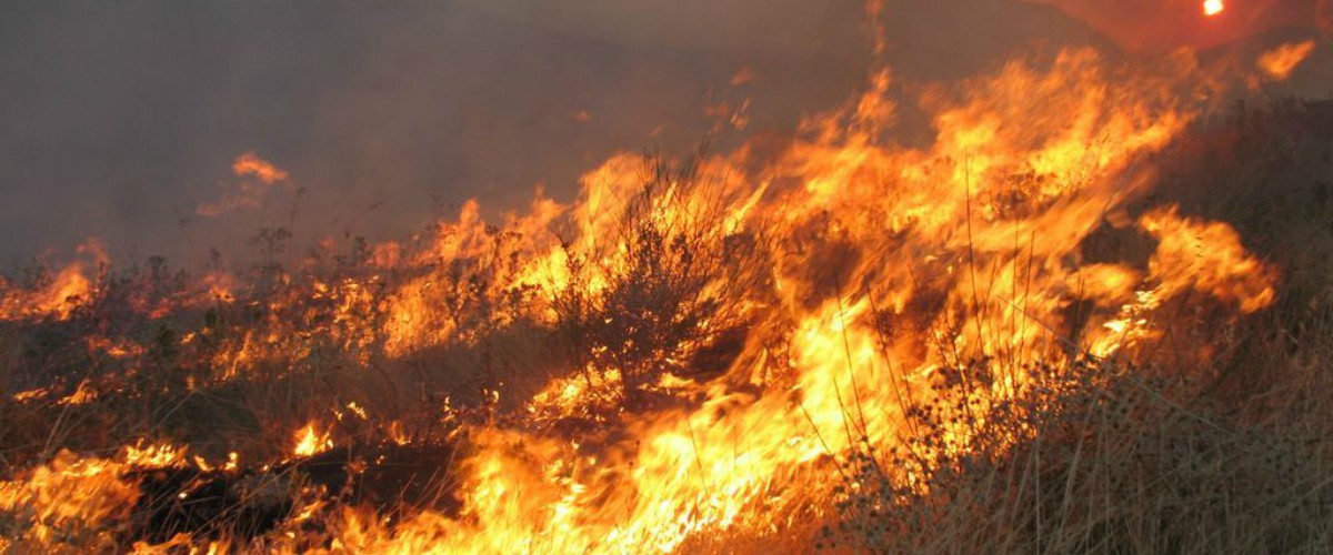 Υπό μερικό έλεγχο η πυρκαγιά στην Δρούσια - Σε έρευνα για τα αίτια προχωρά η Πυροσβεστική