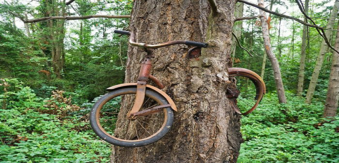 Η ιστορία του δέντρου που μεγαλώνει με ένα ποδήλατο στα «σπλάχνα» του