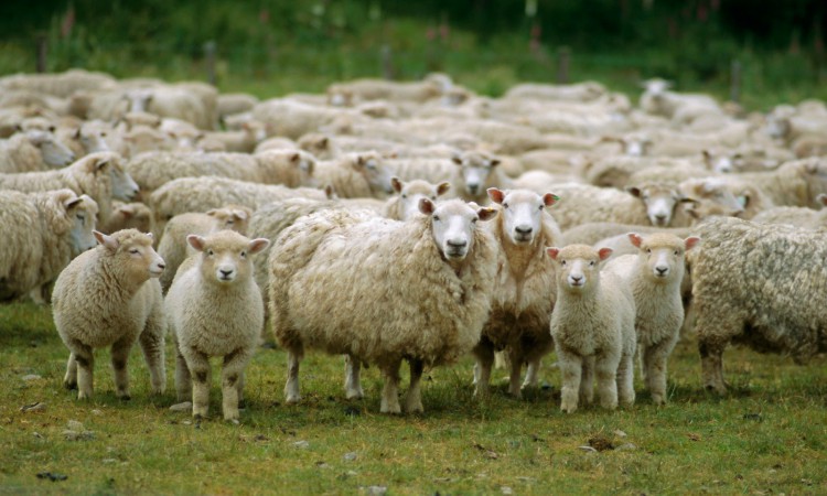 Εντοπίστηκε ασθένεια σε πρόβατα στην Κύπρο που δεν υπήρχε μέχρι σήμερα στο νησί