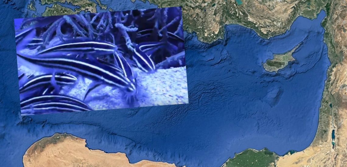Ψάρι – κίνδυνος στα νερά της Μεσογείου – Πώς να ξεχωρίσετε το δηλητηριώδες ψάρι - VIDEO