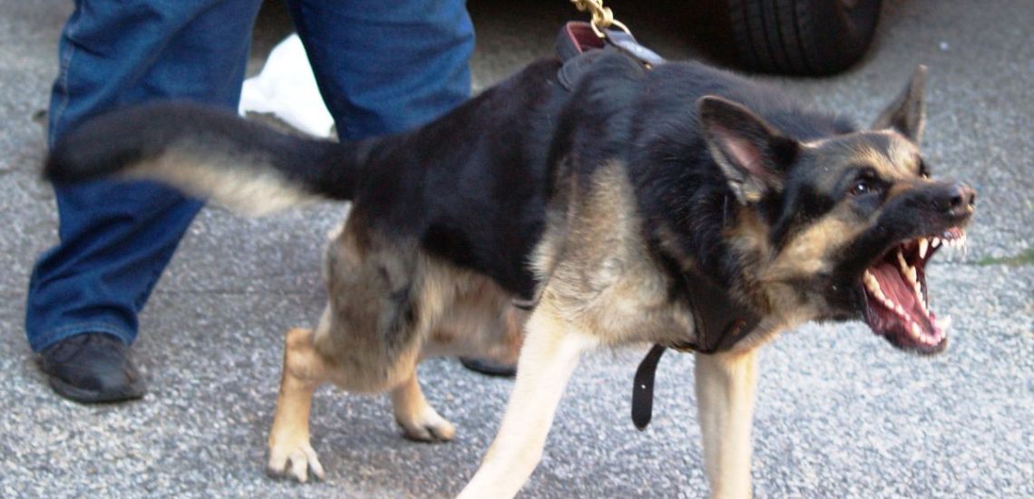 Σκύλος κατακρεούργησε 30χρονο – Μακάβριο το θέαμα για τους τραυματιοφορείς που κλήθηκαν να τον παραλάβουν