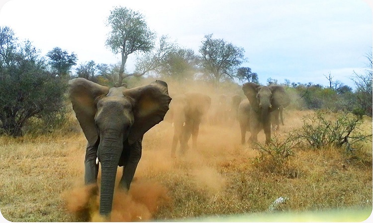 Μην ενοχλείτε τους ελέφαντες όταν κοιμούνται… είναι πολύ επικίνδυνο (Βίντεο)