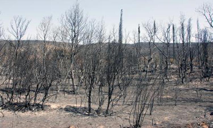 Μειωμένες οι πυρκαγιές φέτος στην Επαρχία Πάφου σύμφωνα με την Πυροσβεστική