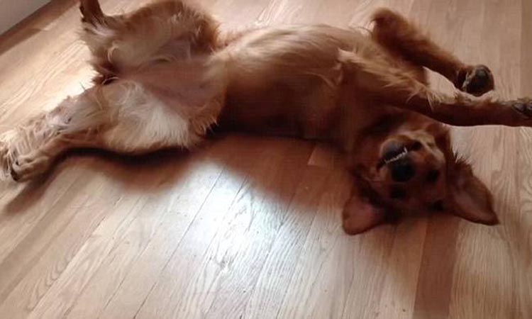 Αυτή είναι ερμηνεία για όσκαρ – Σκυλίτσα έκανε την ψόφια για να εκδικηθεί το αφεντικό της (Βίντεο)