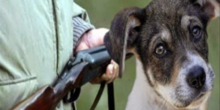 Λευκωσία: 67χρονος «φιλόζωος» πυροβόλησε σκύλο μπροστά στα έντρομα μάτια της ιδιοκτήτριας του