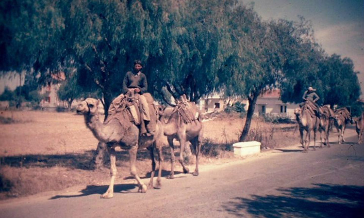 Kι όμως στην Κύπρο κάποτε κυκλοφορούσαν original καμήλες!
