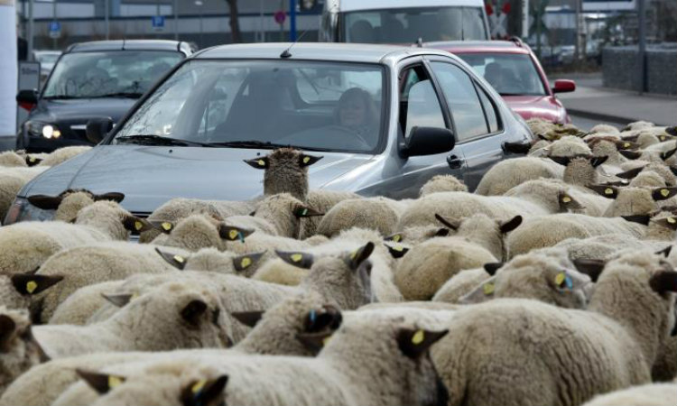 ΙΣΠΑΝΙΑ: O βοσκός αποκοιμήθηκε και τα πρόβατα δραπέτευσαν - Κατευθύνονταν προς το κέντρο πόλης - ΒΙΝΤΕΟ