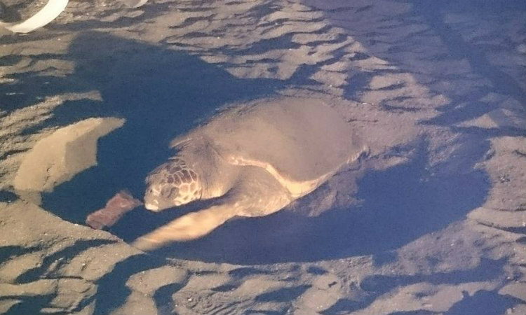 ΕΝΤΥΠΩΣΙΑΚΟ: Χελώνα γέννησε στην θάλασσα του Μακένζι, σκέπασε τα αυγά της και κατευθύνθηκε στην θάλασσα! -ΦΩΤΟ&ΒΙΝΤΕΟ