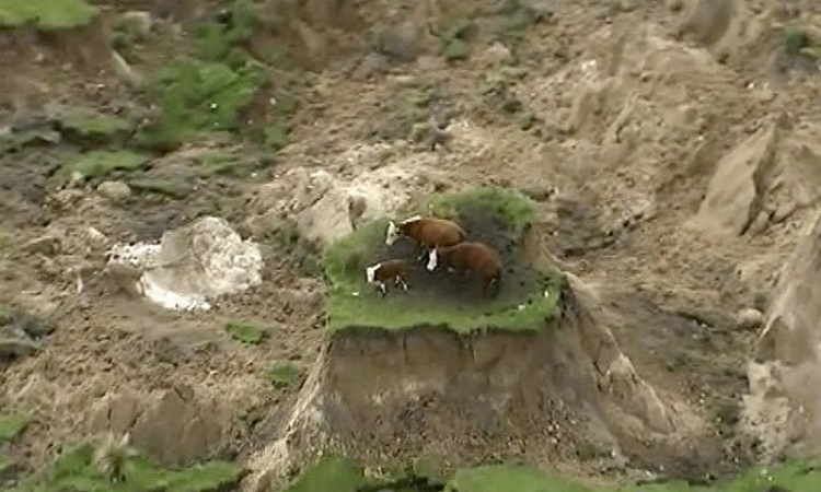 Τρεις αγελάδες βρέθηκαν αποκλεισμένες μετά από τον σεισμό στη Νέα Ζηλανδία - VIDEO