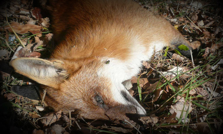 Καταγγελία! Στις Βρετανικές Βάσεις Κύπρου πυροβολούν τις αλεπούδες