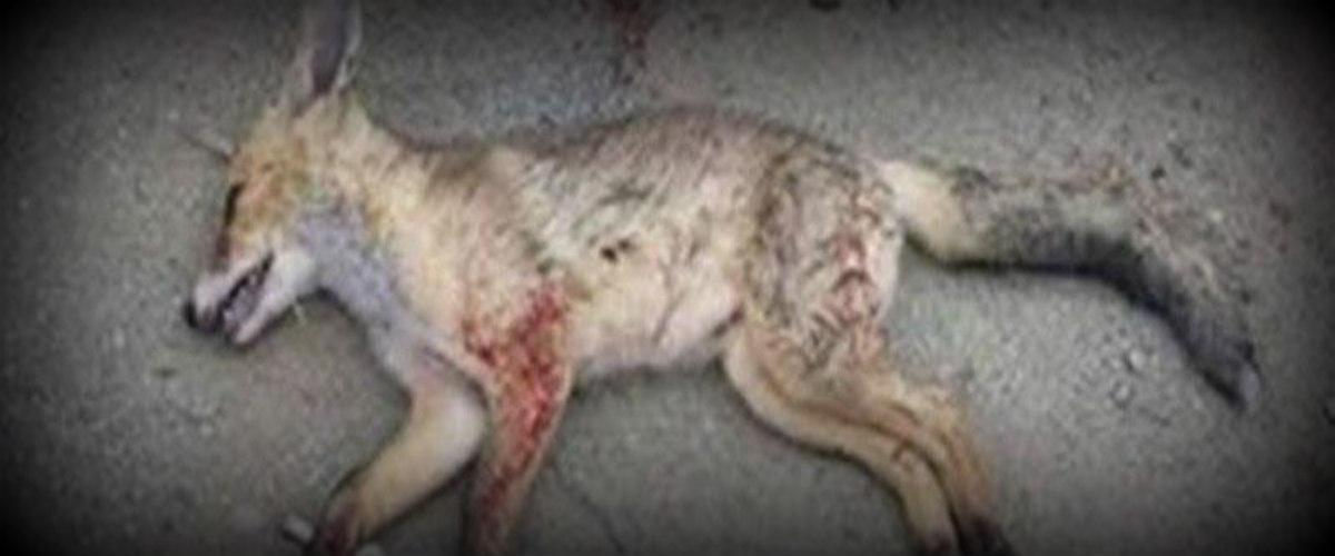 Υπηρεσία Θήρας: Καμία άδεια σε ιδιώτη για θανάτωση αλεπούδων