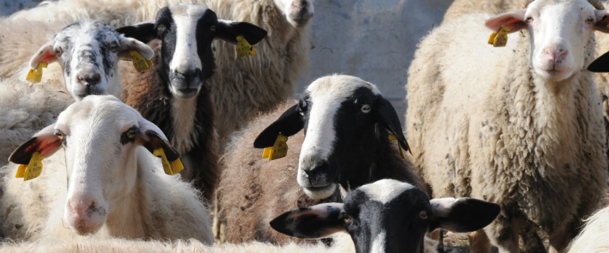 Κρούουν το κώδωνα του κινδύνου οι Βουλευτές για τον καταρροϊκό πυρετό στα πρόβατα – Καλούν τις Κτηνιατρικές Υπηρεσίες να λάβει μετρά
