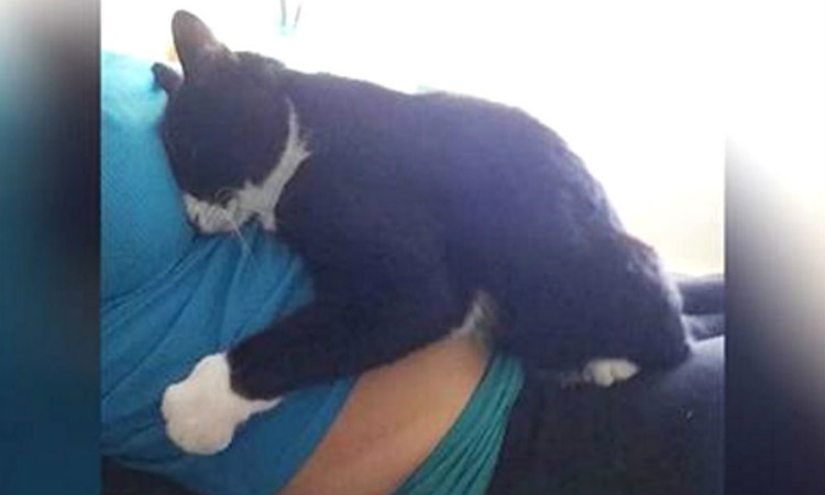 Γάτα επέμενε να αγκαλιάζει την κοιλιά της εγκύου ιδιοκτήτριάς της - Δείτε όμως τι έγινε όταν γέννησε
