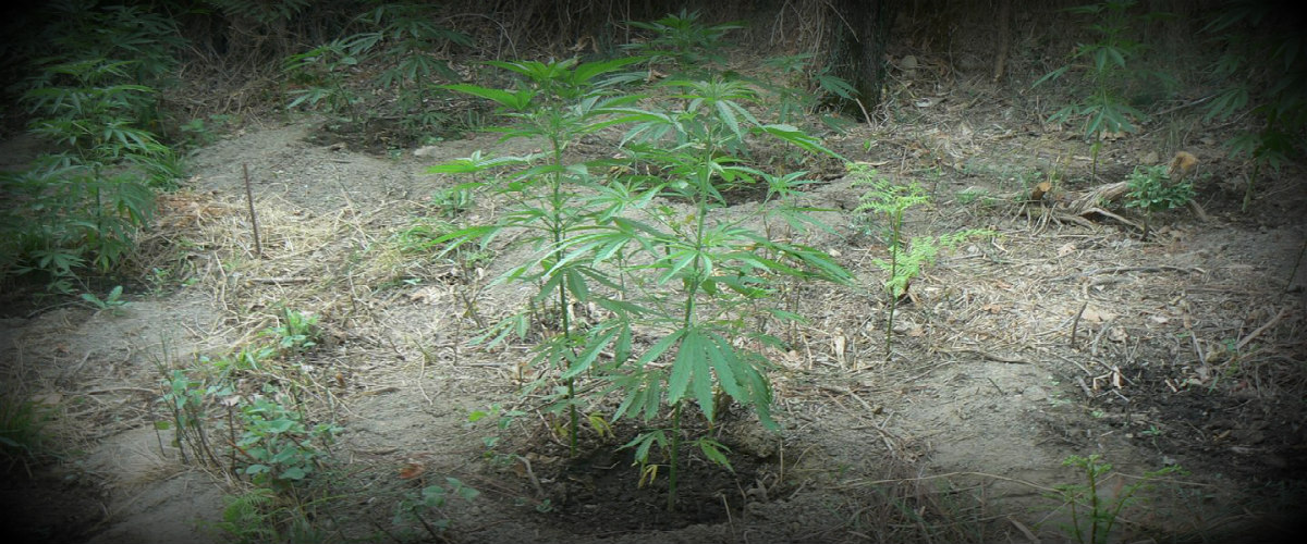 ΛΑΡΝΑΚΑ: 35χρονος καλλιεργούσε φυτά κάνναβης στην αυλή της οικίας του