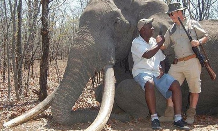 Νέα «υπόθεση Σεσίλ»: Γερμανός κυνηγός σκότωσε τον γηραιότερο ελέφαντα στην Αφρική